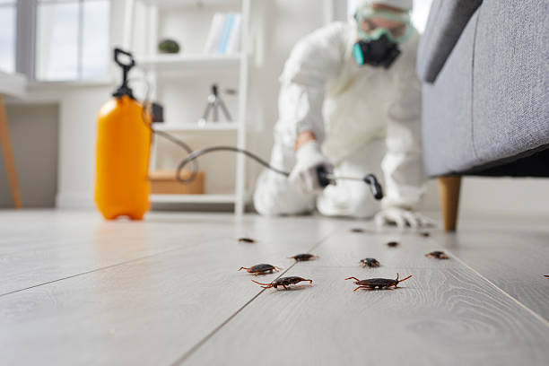 Trusted Ant Control service in San Luis Obispo, CA - Nex Pest Control
